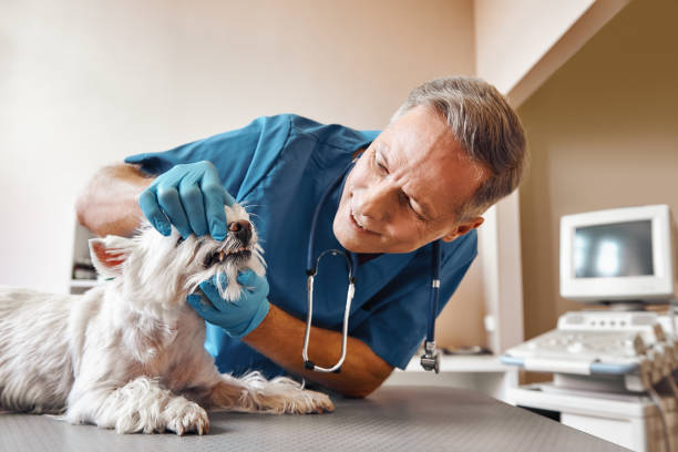 Best Emergency Dental Services for Seniors in Queen Anne, MD
